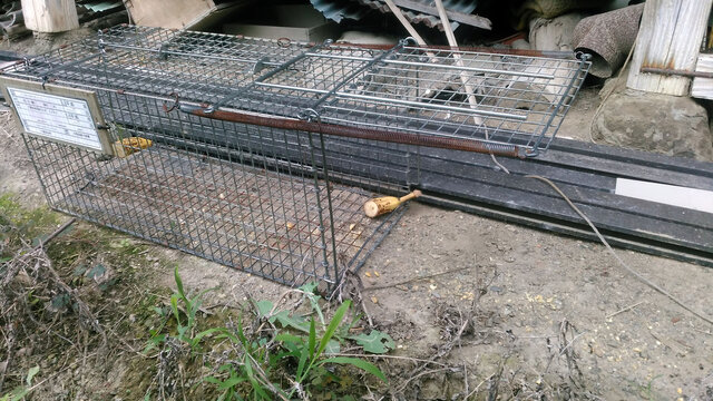 仕掛けた箱罠 獣害対策