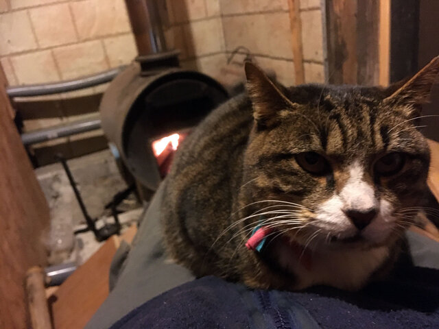 猫のワラワラ