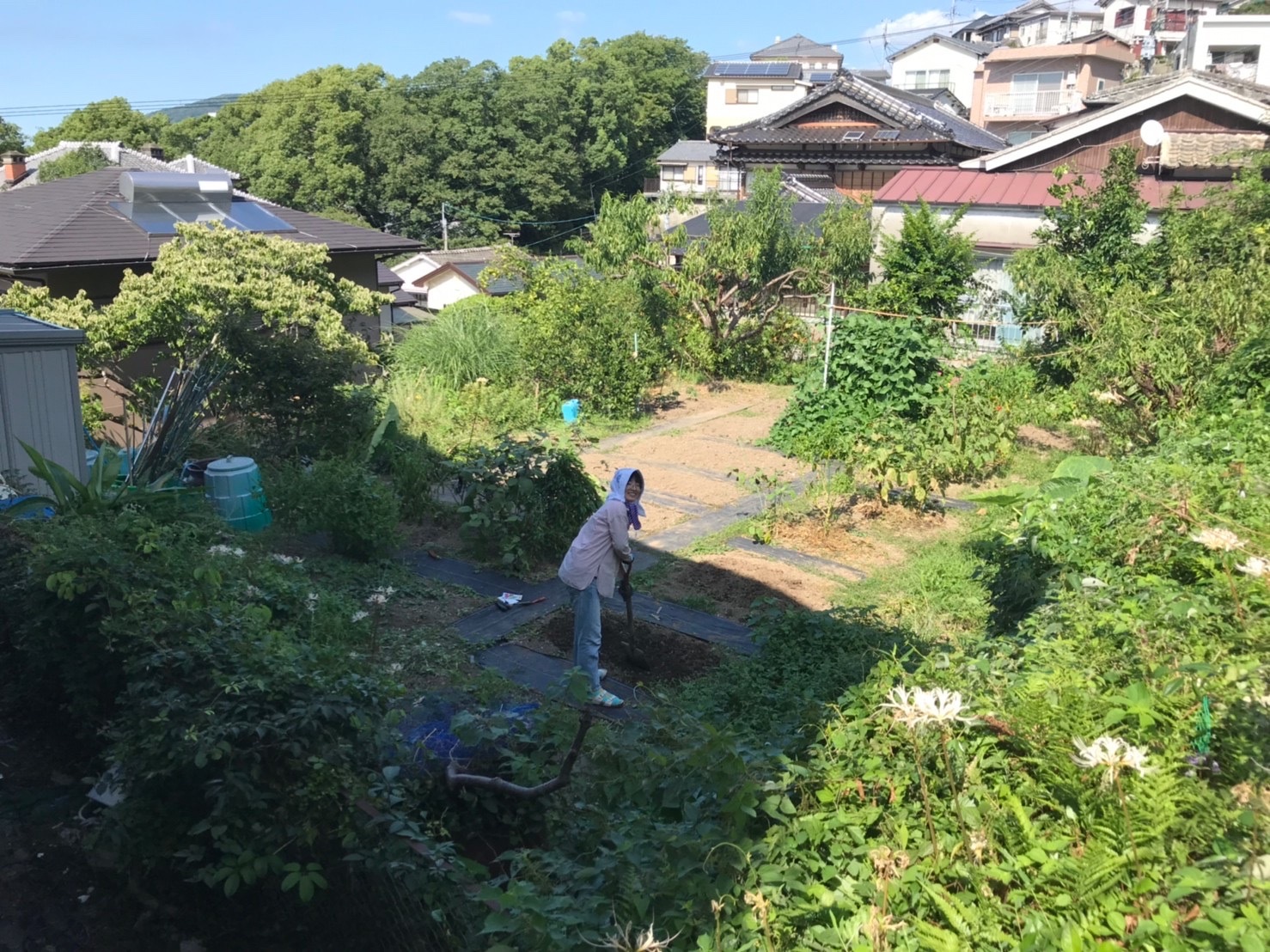 農園を俯瞰で