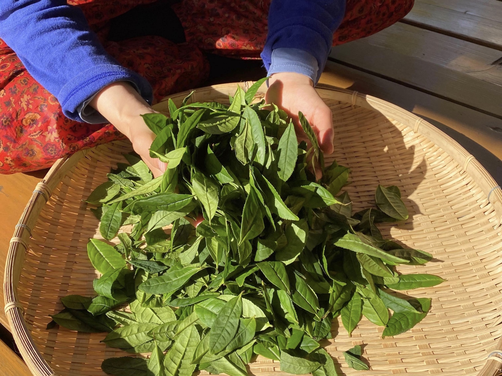 茶葉・手元