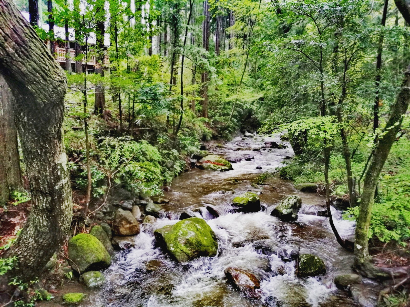 豊かな自然もキャンプ場の魅力。写真は、「RECAMPおだわら」に流れる川