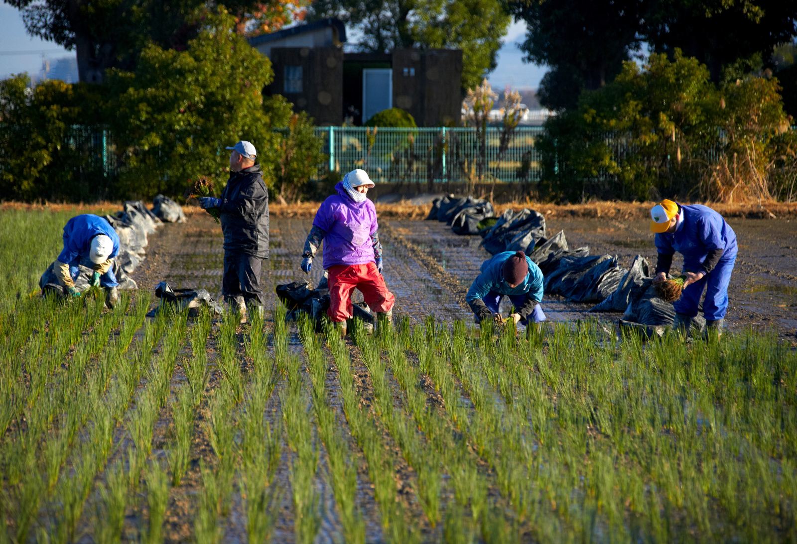 い草の苗を水を張った田んぼに植える。水の冷たい12月の作業だ