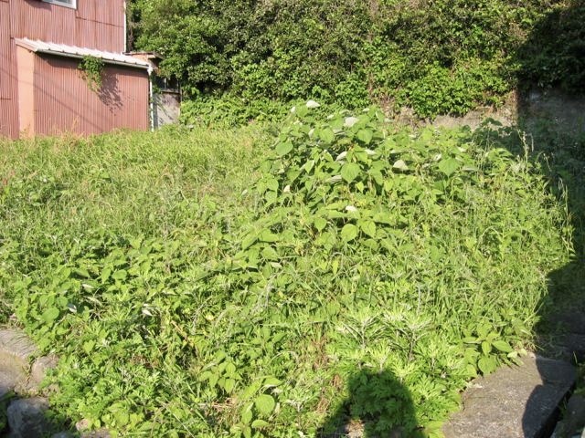 空き地に草が生い茂る様子