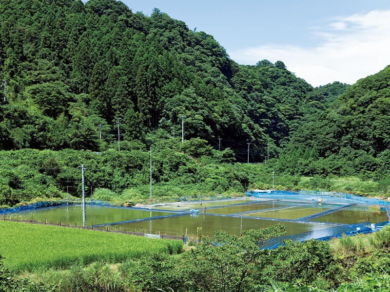 休耕田を金魚の養殖池に。地域の人たちの応援を受け、3年かけて大きくしてきた。