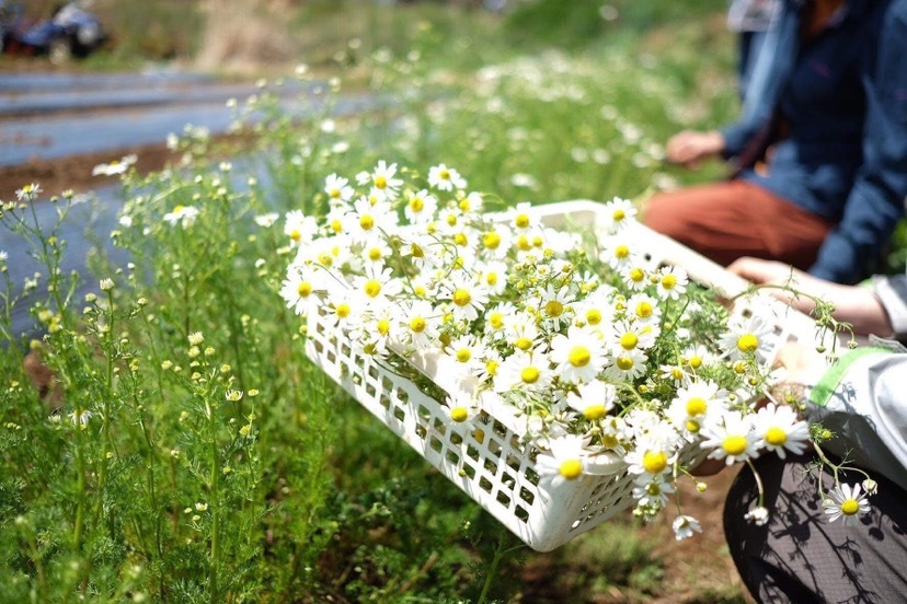 お花