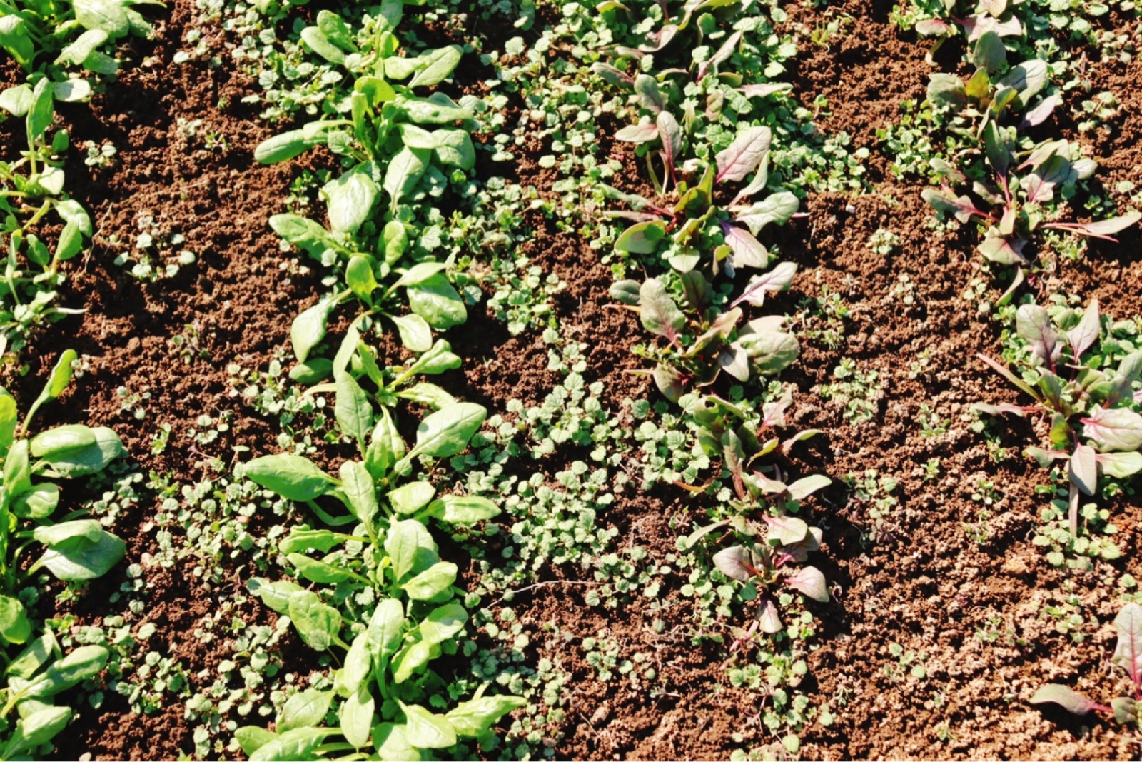 ほうれん草
