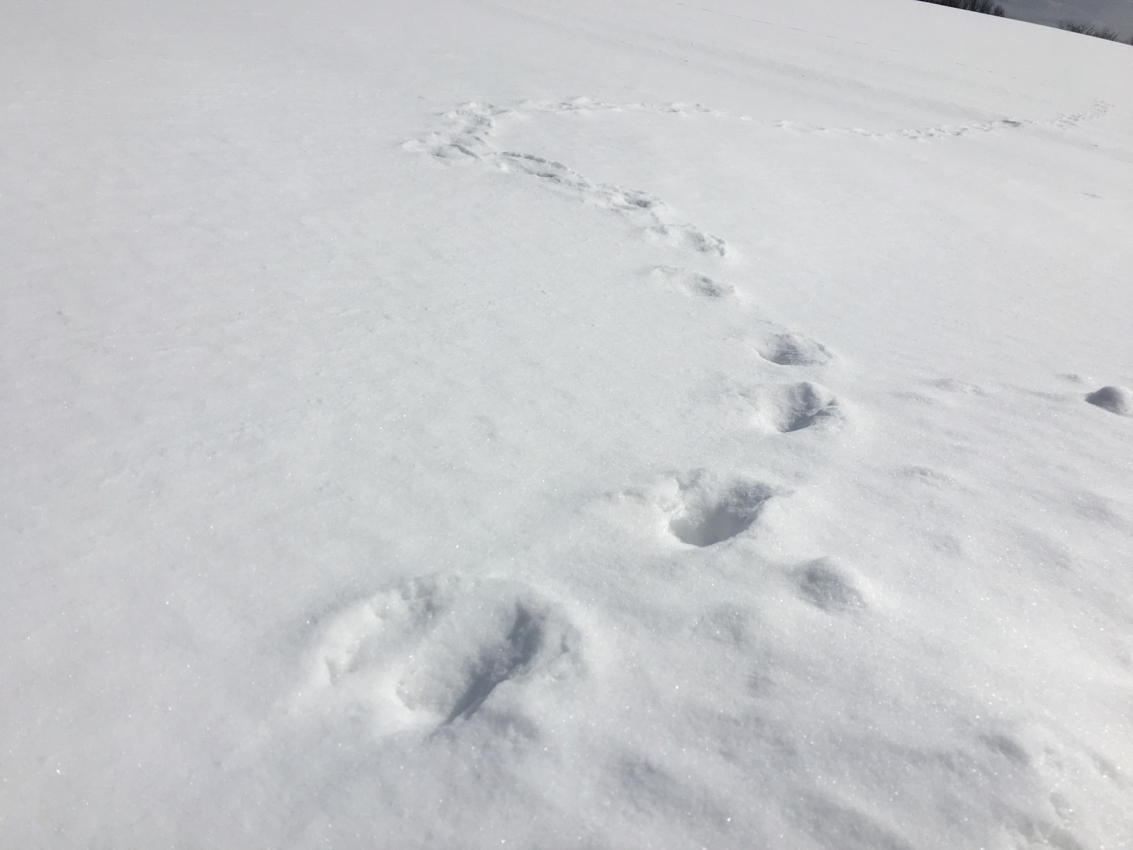 雪景色