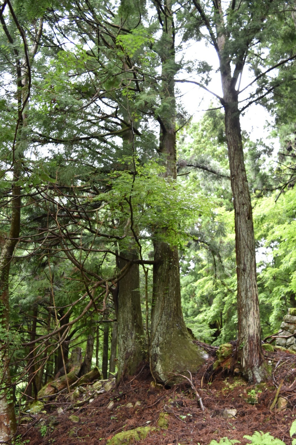 鬼の伝説が残る前鬼の里。なかには樹齢数百年の樹も。
