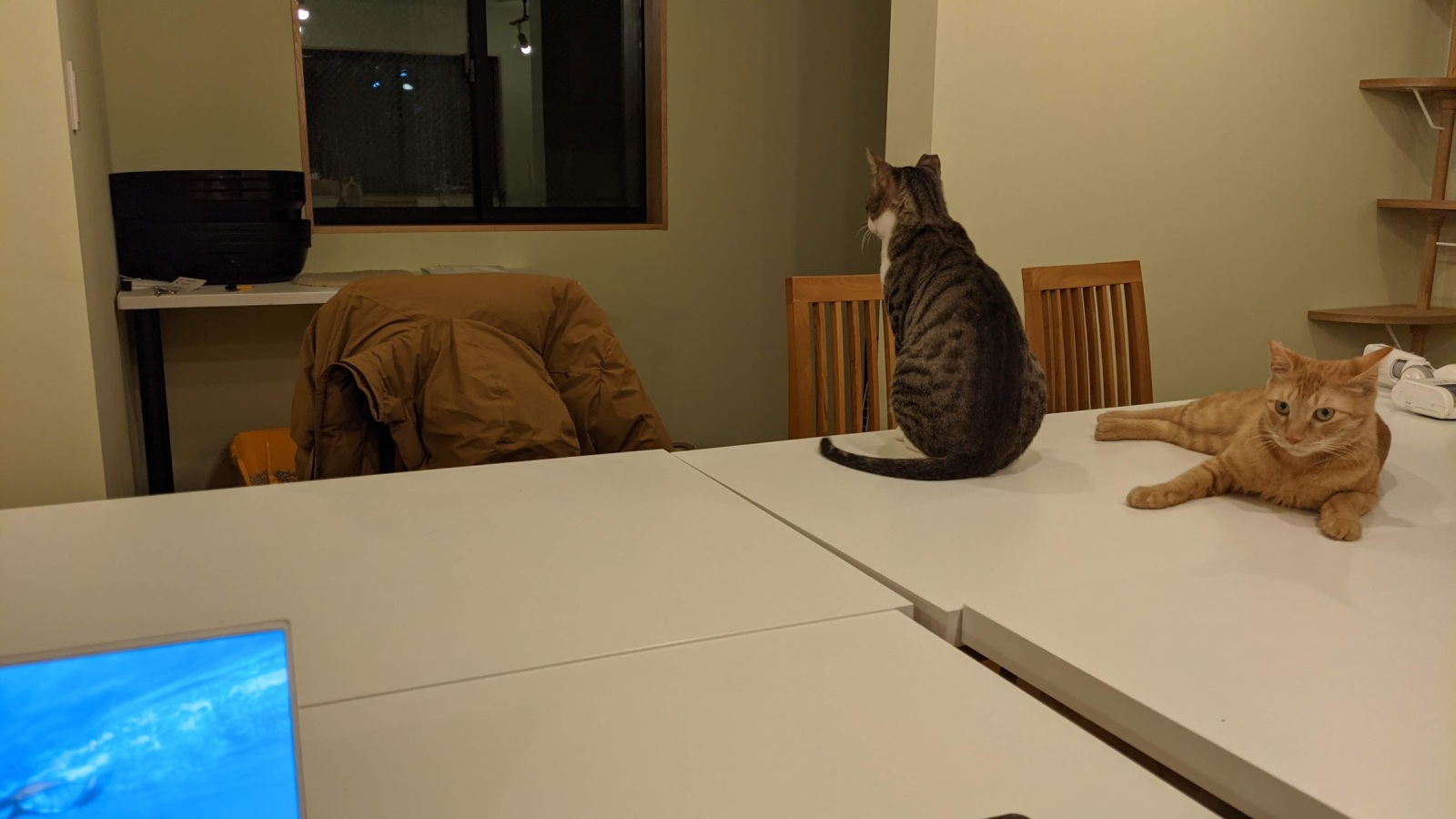 デスクの上にいる猫たち
