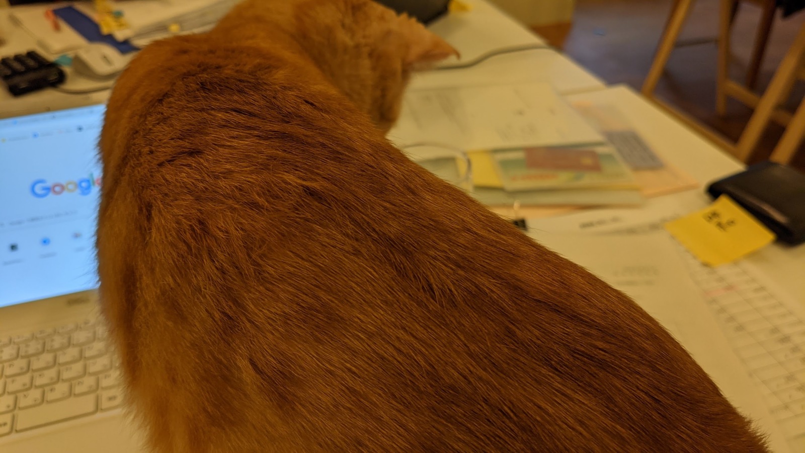 作業を邪魔する猫
