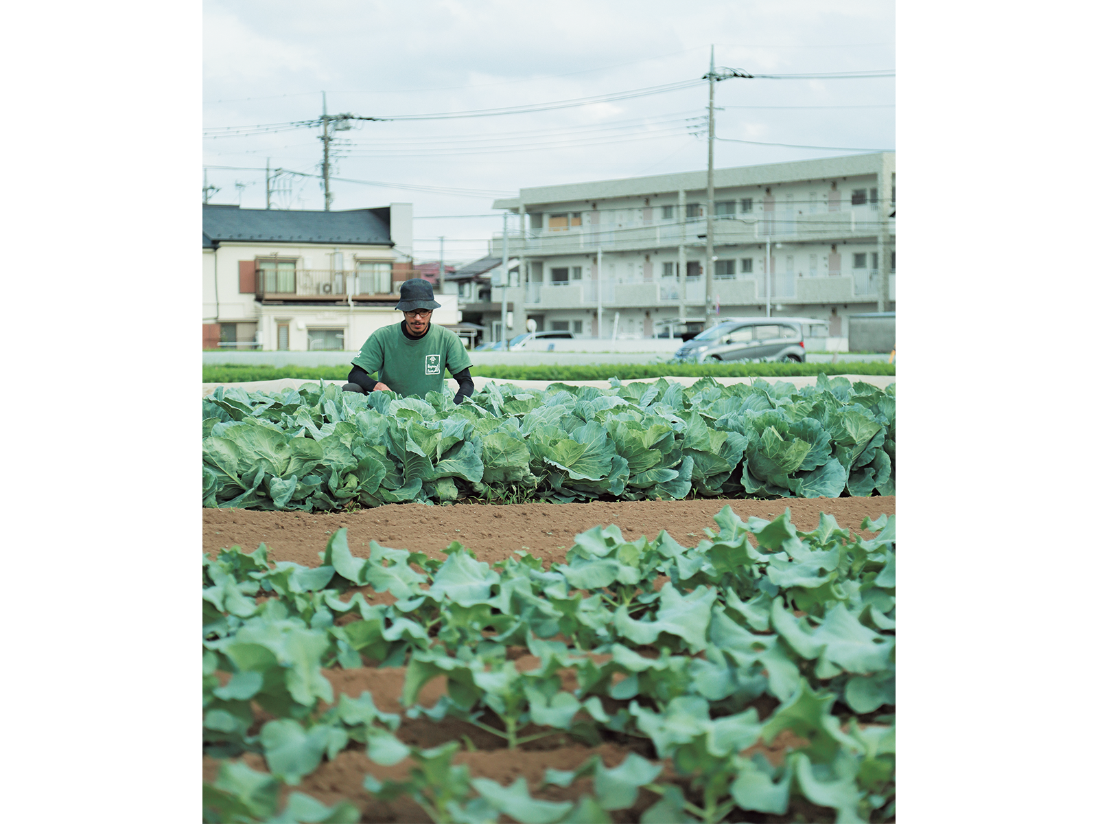 キャベツ畑にて。葉物野菜は、小さな虫食い跡が生育とともに大きくなるので、ていねいに見回りをしている。