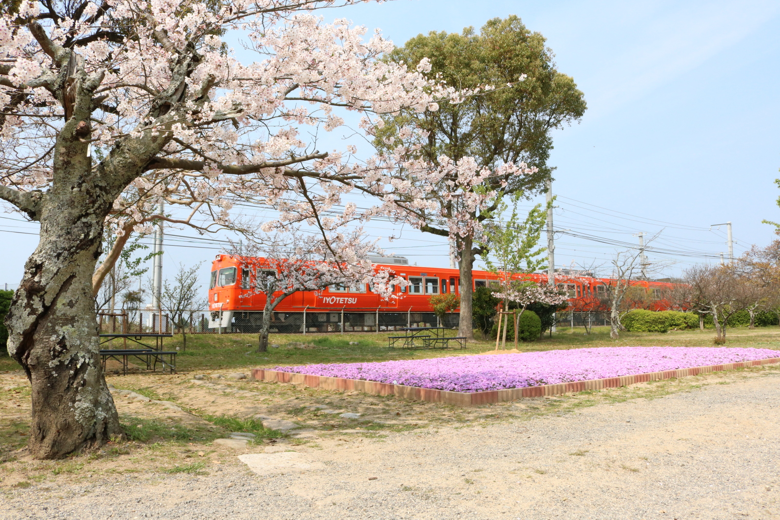 駅近くの梅津寺公園。梅、桜、つつじ、つばきなどで四季を通じて楽しむことができる。写真提供:伊予鉄グループ