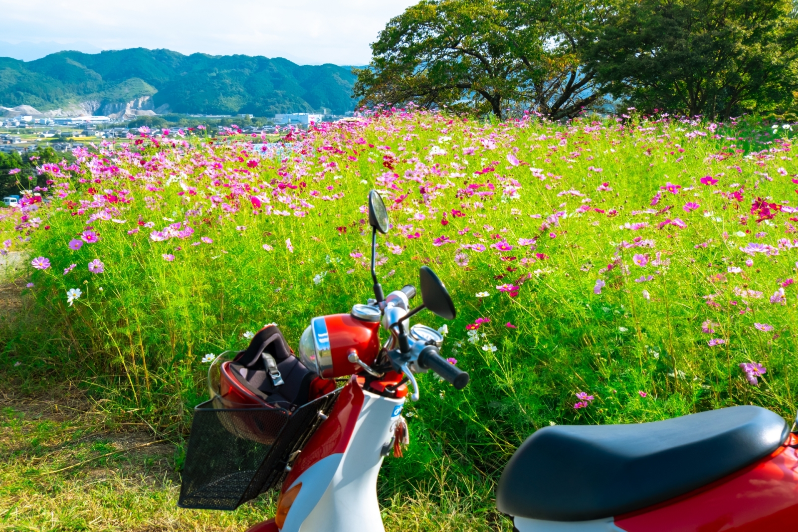 景色のいい場所で停まる原付