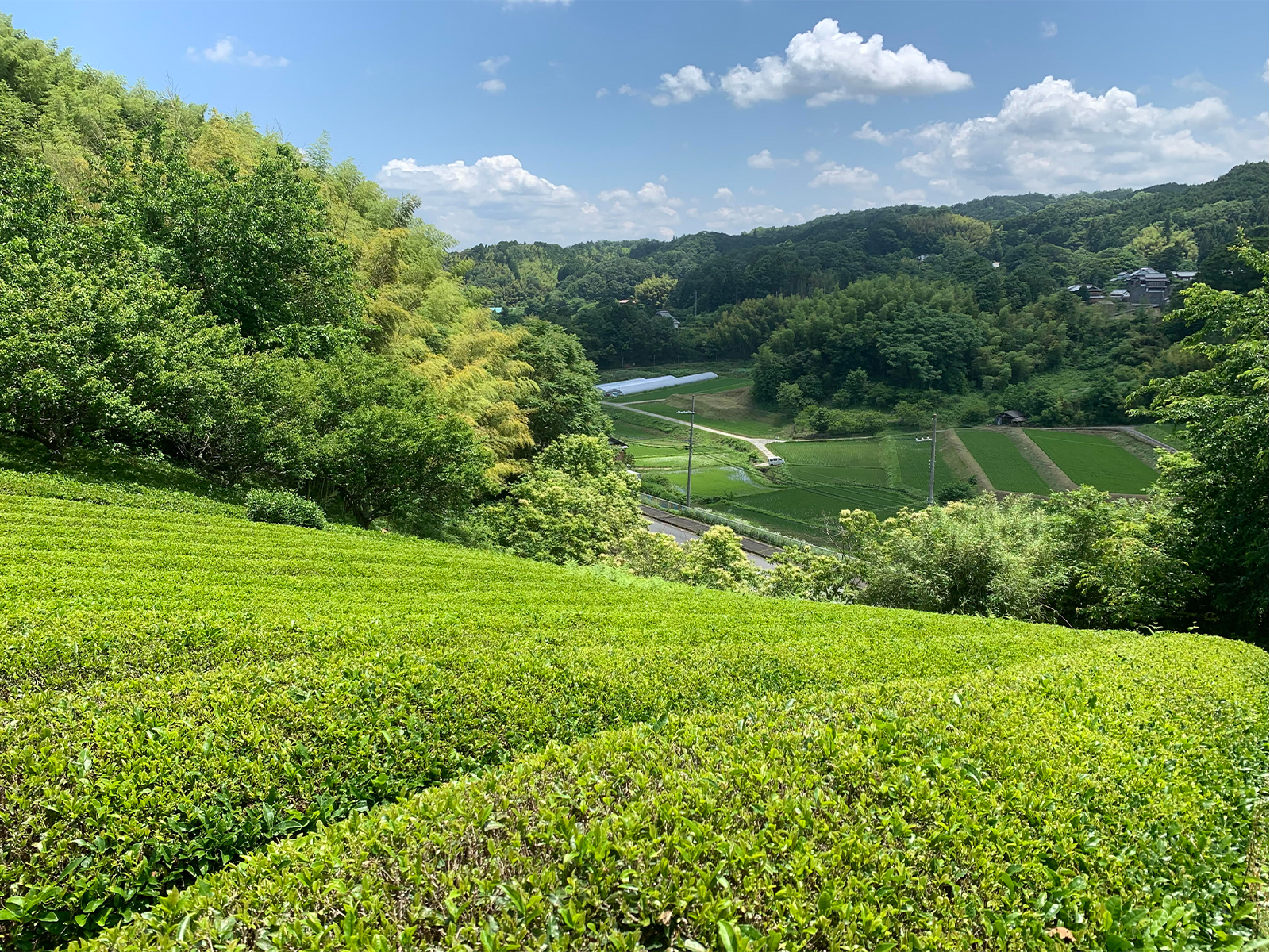 コミュニティスペース『かすががーでん』の茶畑。山添村ならではの風景だ。