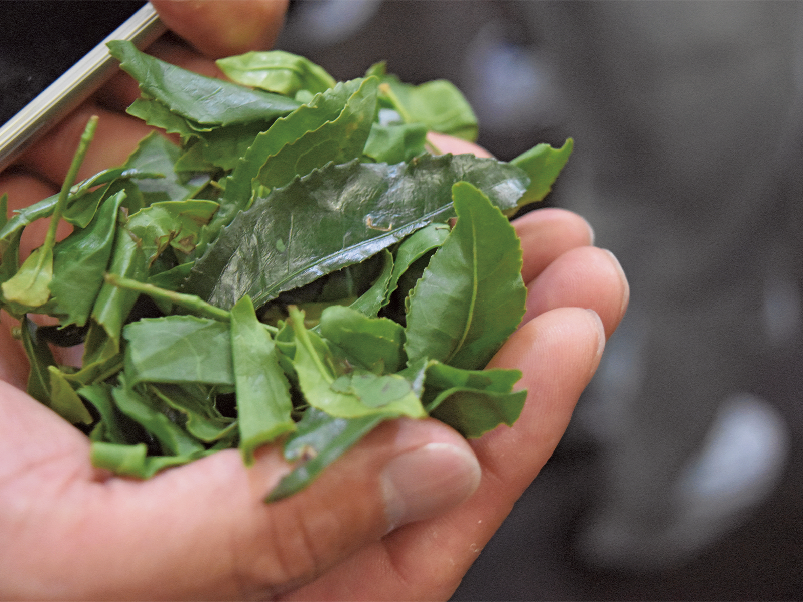 収穫されたお茶の葉。これらが細かく粉砕され、製品化される。