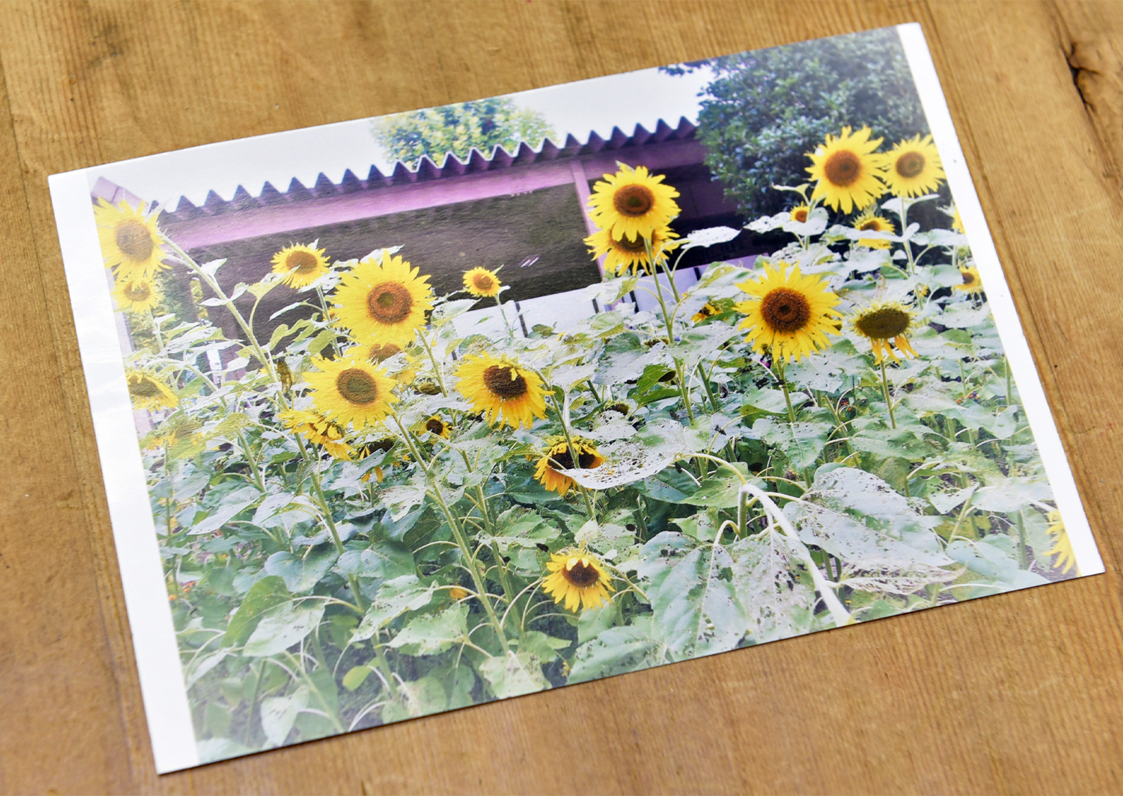 熊本市立詫麻原小学校のPTA花だん委員会から、ヒマワリの写真をプリントしたハガキをいただいた。