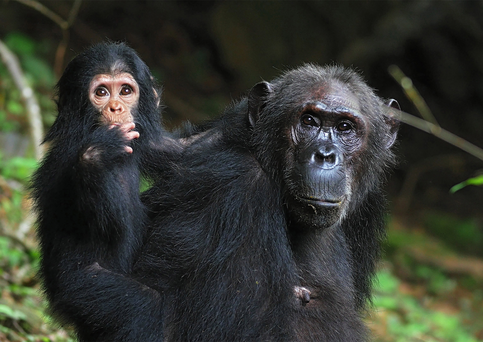 粘り強い観察から多くの発見があった。©The Jane Goodall Institute by Bill Wallauer