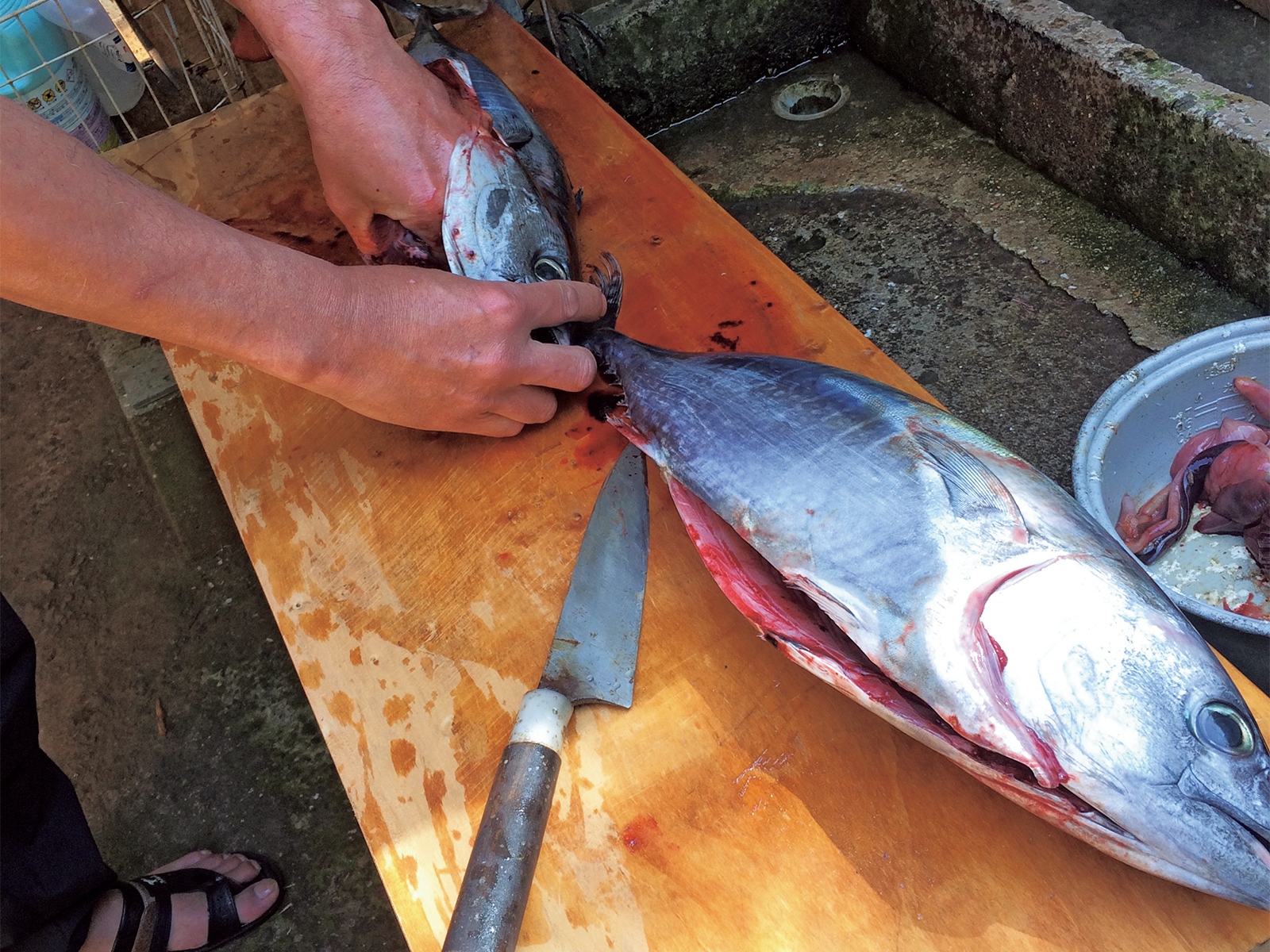 漁師さんに魚の捌き方を教えてもらうことも。