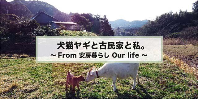 犬猫ヤギと古民家と私。~From 安房暮らし Our life ~