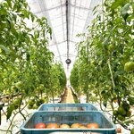 トマトの産地研修に行きました！
