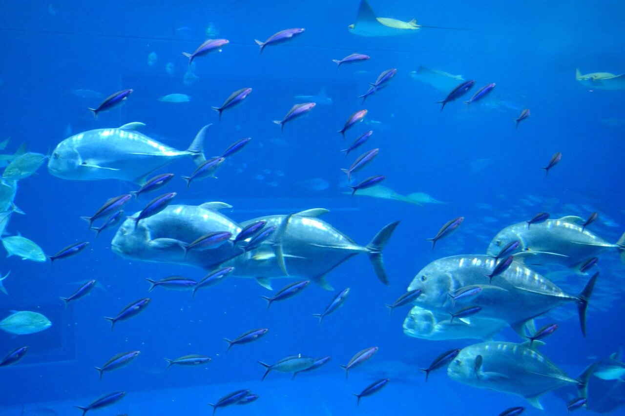 食べたい知りたい語りたい 魚の基本と雑学 一個人 公式webサイト