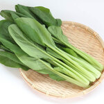 小松菜｜豊富な栄養素を持つ注目の野菜！ 新鮮さを見分ける選び方も解説