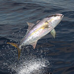 カンパチの旬や特徴は？刺身やしゃぶしゃぶなどおいしい食べ方も紹介