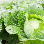 春キャベツが旬を迎える時期はいつ？冬キャベツとの違い・おすすめ調理方法も