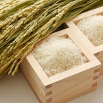 お米にカビが生えるのはなぜ？ 原因と対策を解説！ ダニにも要注意