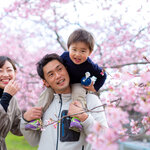 お花見で必要な持ち物一覧｜必需品～あると便利なアイテムまで紹介