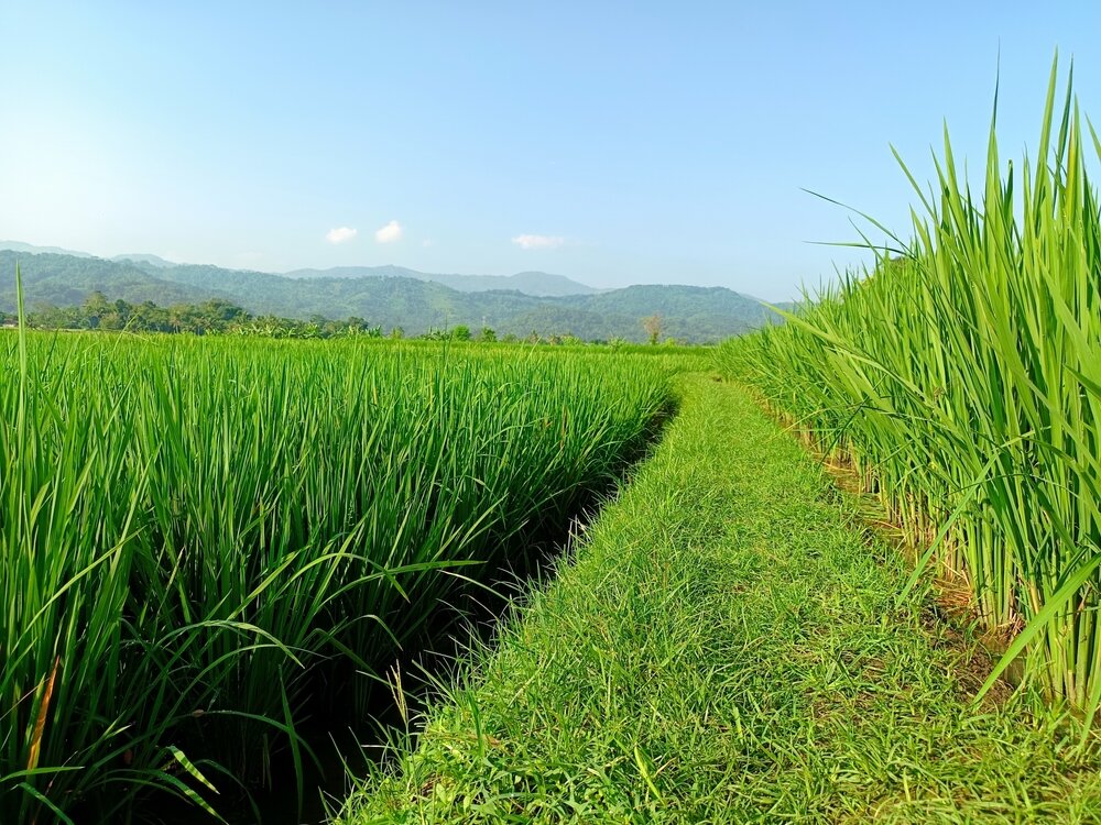 晴れた空の下に広がるお米が植えられた田んぼ