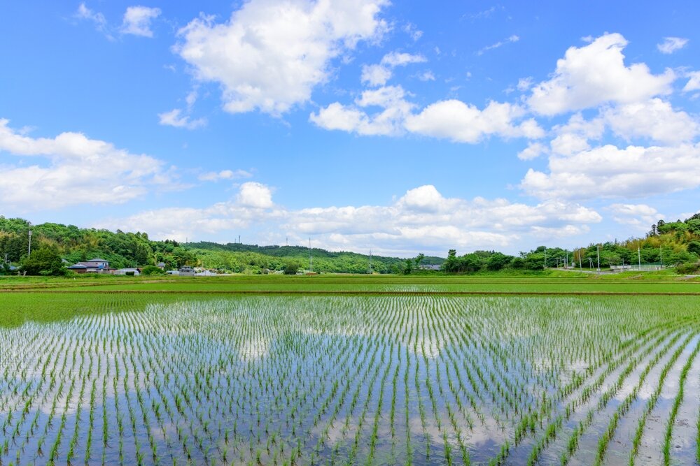 青空が反射する水田