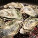 旬の牡蠣は「亜鉛」がたくさん!でも食べすぎにはご注意を。