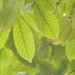 スーパーフードの「モリンガ」その特徴と効果は?