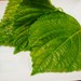 体に良い油その③「えごま油」の効果と注意点