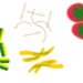 マイコプラズマ肺炎の症状をチェック!薬の副作用も確認しよう