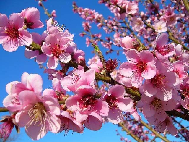 ひな祭りには桃の花を飾るのはなぜ こんなイメージ効果が スクヨカ ココロ カラダ 美しく 健康美を追求するヘルスケア総合メディア