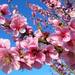 ひな祭りには桃の花を飾るのはなぜ?こんなイメージ効果が