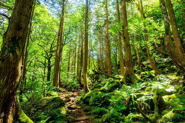 EUDR（欧州森林破壊防止規則）とは？対象や企業への影響を解説