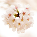 桜コスメでひとあし先にお花見気分♡