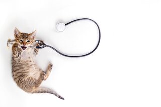 猫の平均寿命はどれくらい？年齢の換算方法や長生きしてもらう方法を解説