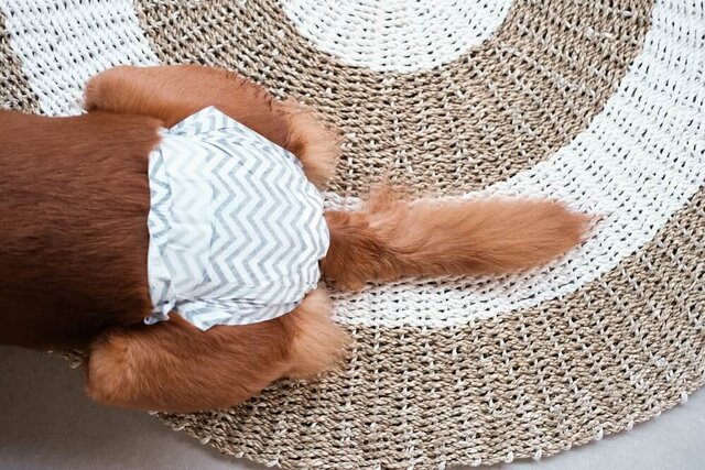 犬用おむつの適正サイズ一覧｜選び方・はかせ方・よくある疑問も解説
