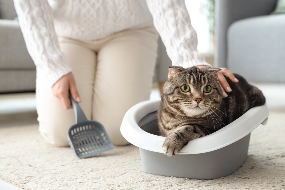 猫のトイレのにおい対策10選｜においの原因を知って効果的な消臭を