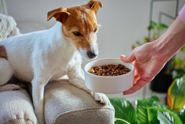 グレインフリーとは？愛犬の健康を考えたドッグフードの選び方