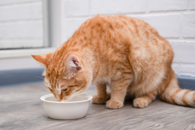 猫の食物アレルギーとは？原因や発症時の対応、対策について解説