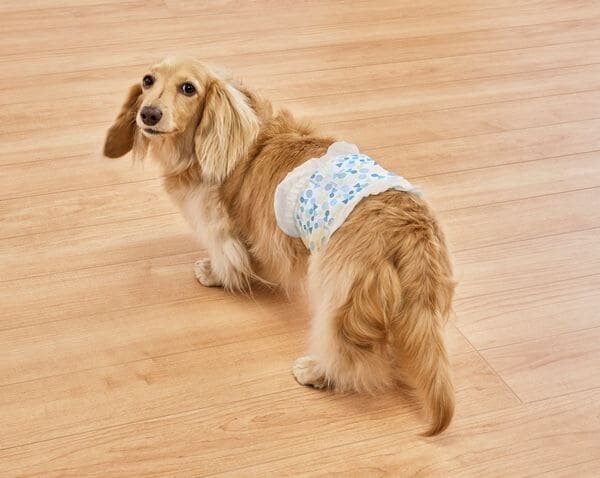 アイリスオーヤマペット用おむつをはいた犬