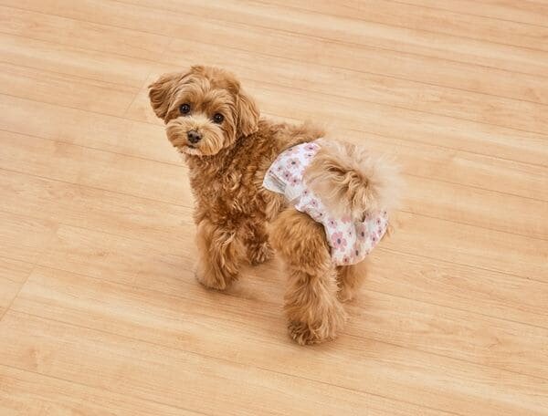 アイリスオーヤマペット用おむつをはいた犬