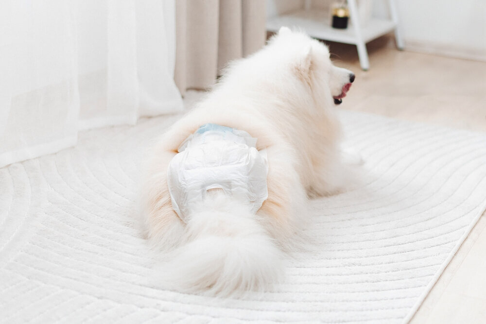 リビングに寝そべるおむつをはいた白い犬