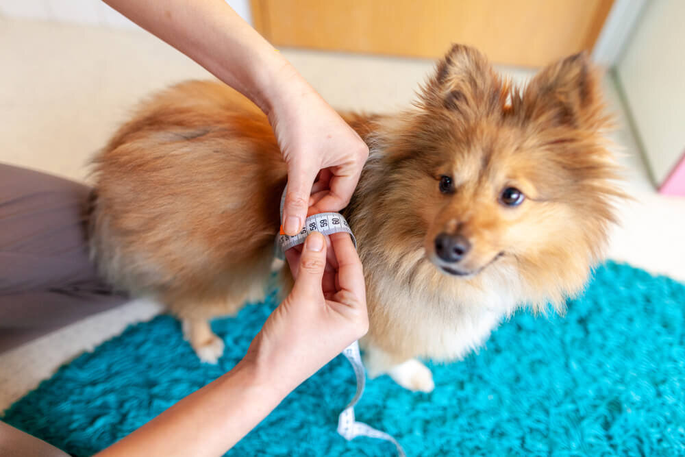 犬の胴回りを測る飼い主
