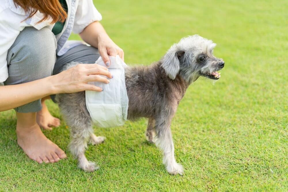 犬にベルト型おむつをはかせる飼い主